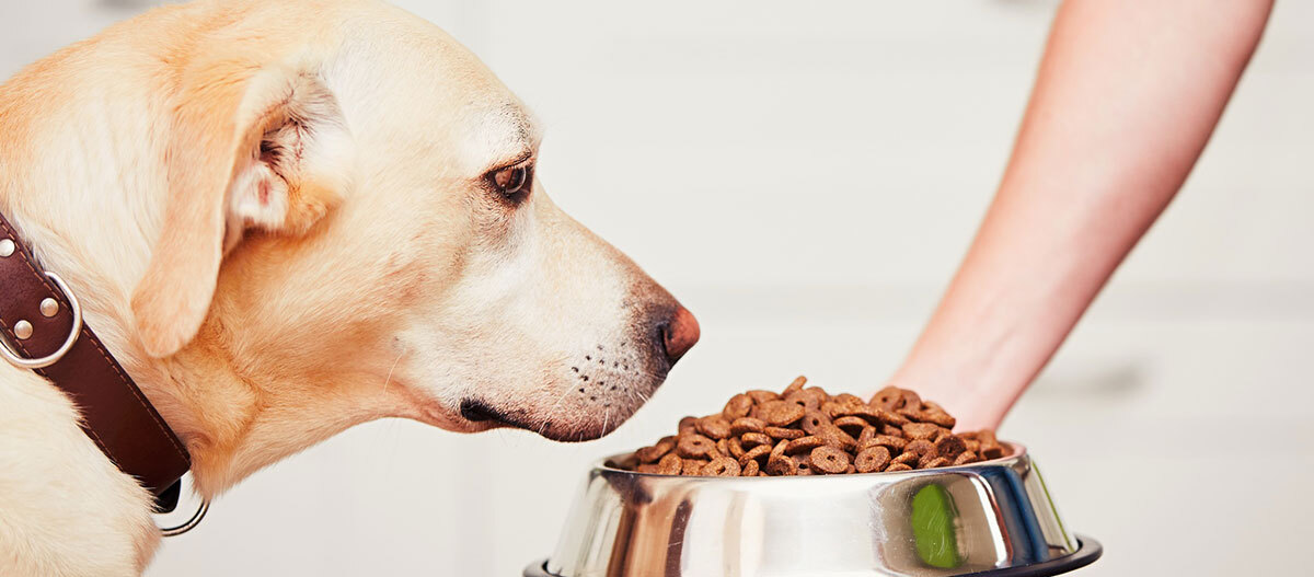 Ratgeber-Hund-Ernährung-Fressnapf_1200x527 Besitzerin gibt ihrem Hund einen vollen Fressnapf.