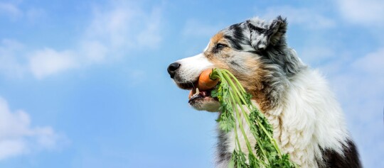 Ein Hund trägt eine Möhre.