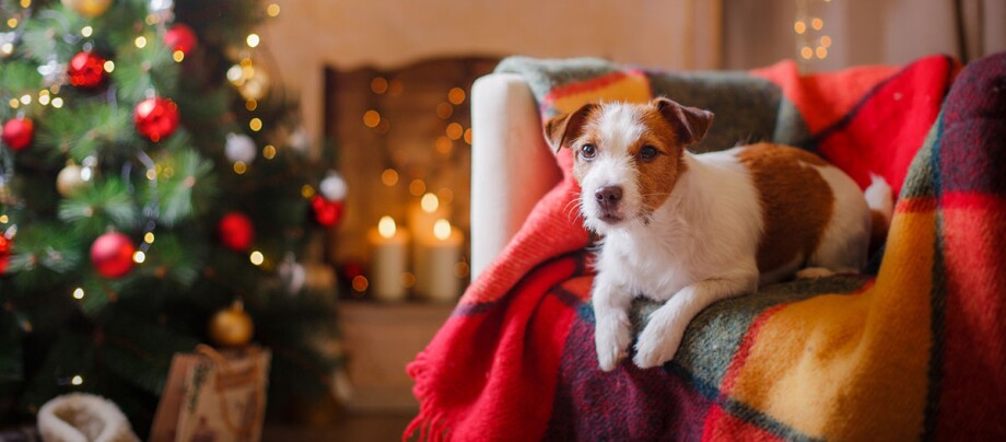 Ein Jack Russell Terrier sitzt auf einem Sessel, im Hintergrund ist ein Weihnachtsbaum