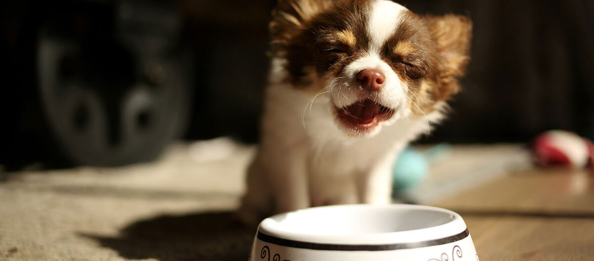 Chihuahua frisst sitzend aus einem Napf