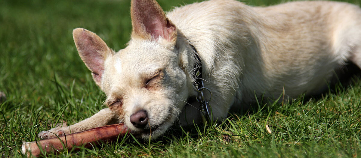 Hund kaut an Stange.