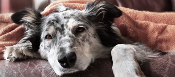 Ein Hund liegt unter einer Decke