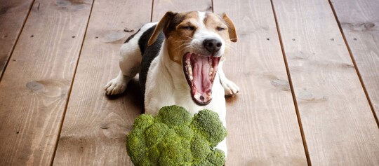 Hund liegt vor einem Brokkoli