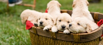 Niedliche Golden Retriever Welpen liegen entspannt in einem Korb auf grünem Gras im Freien