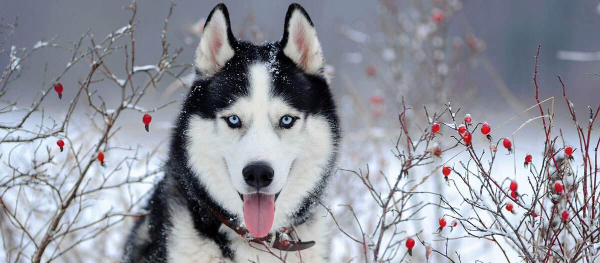 Husky sib rien comportement et soins MAXI ZOO