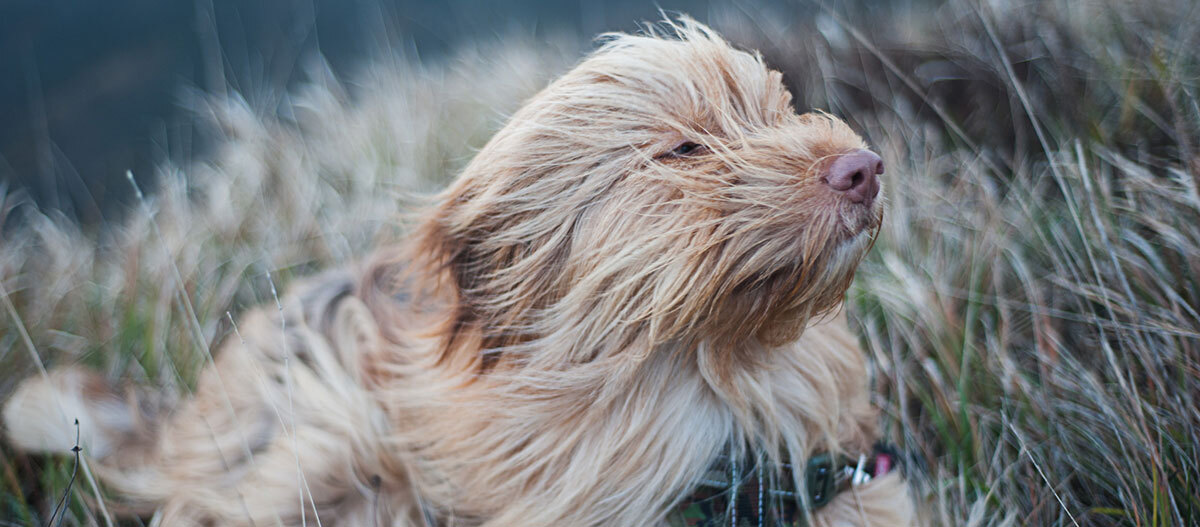 Shedding coats outlet for dogs