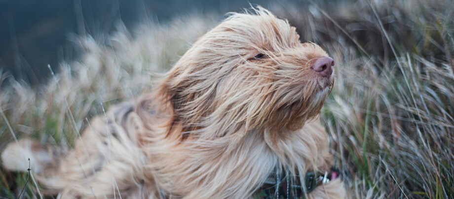 Un chien à poils longs se tient le visage contre le vent