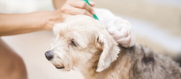 Einem Hund wird eine Creme gegen Flöhe aufgetragen.