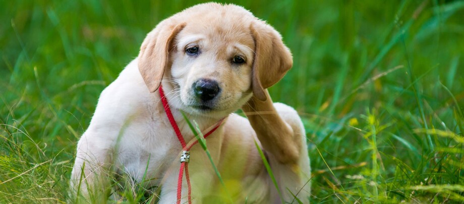 Grasmilben Und Flohe Beim Hund Fressnapf