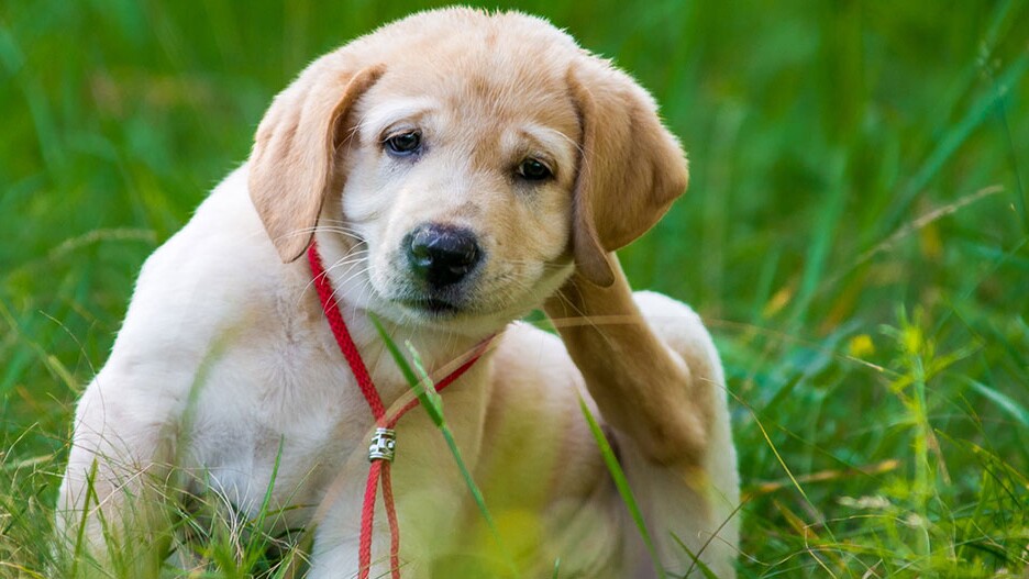 How to Recognise Grass Mites and Fleas in Dogs