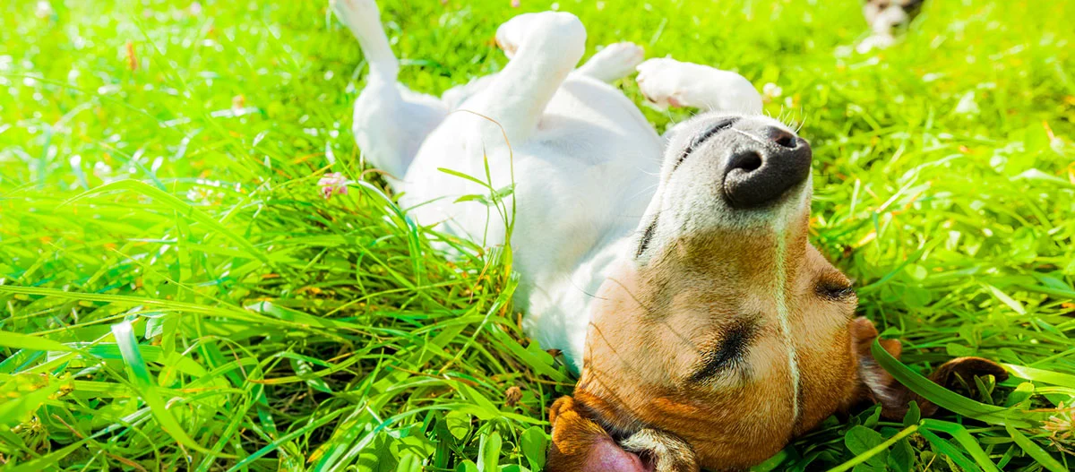 Ein Hund wälzt sich im Gras.