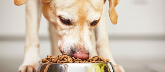 Nahaufnahme eines hellbraunen Hundes, der aus einem glänzenden Metallnapf Trockenfutter frisst