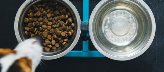 Hundenapf mit Trockenfutter und Wassernapf aus Edelstahl auf blauem Ständer mit Hundekopf