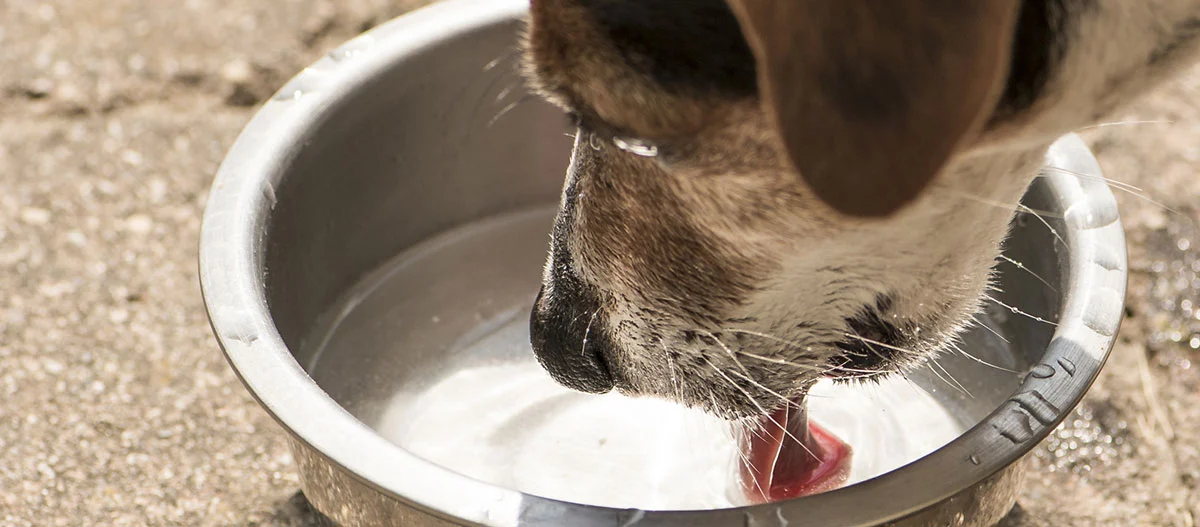 Hund trinkt Wasser aus einem Metallnapf auf einem Außenboden