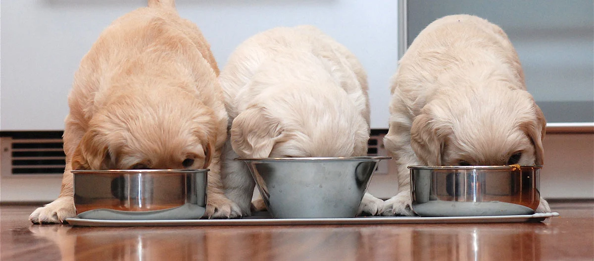 Drei niedliche Golden Retriever Welpen fressen aus Metallnäpfen auf einem Holzboden in einer Küche.