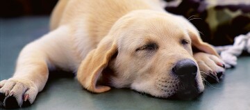 Ein Hund schläft auf dem Boden.