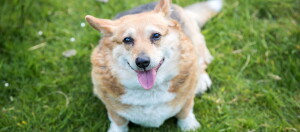 Chien Corgi heureux en surpoids assis sur l'herbe verte avec la langue sortie