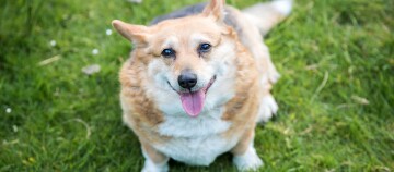 Chien Corgi heureux en surpoids assis sur l'herbe verte avec la langue sortie