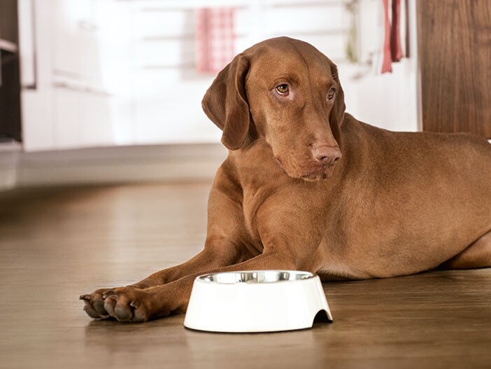 Sind Ergänzungsfuttermittell & Vitamine für Hunde | FRESSNAPF