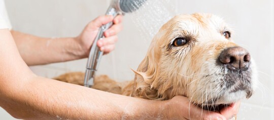 Golden Retriever Hund wird sanft mit Handbrause gebadet und abgespült