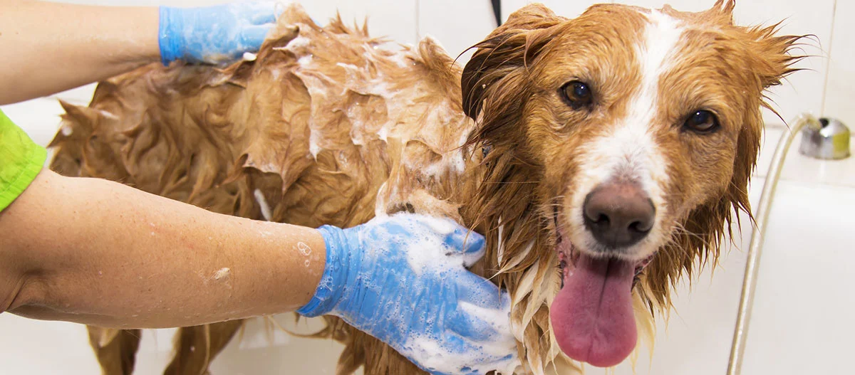 Glücklicher braun-weißer Hund wird mit blauen Handschuhen gebadet und eingeschäumt