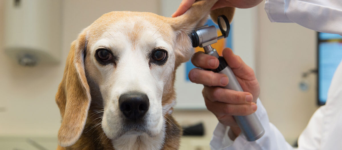 Ein Hund ist beim Tierarzt und bekommt seine Ohren untersucht.