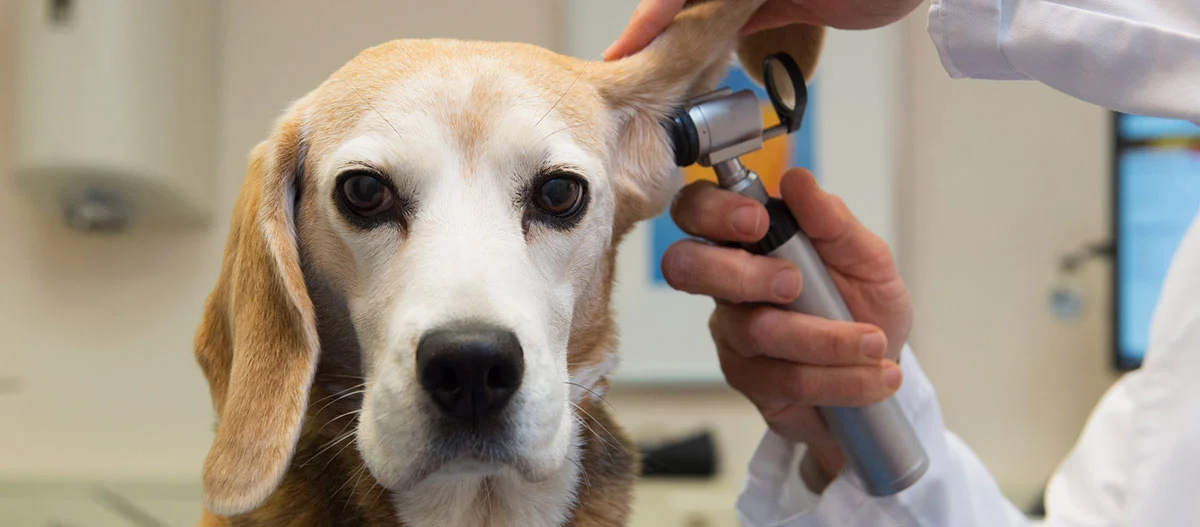 Beagle-Hund wird von einem Tierarzt mit einem Otoskop untersucht, Ohruntersuchung in einer Tierklinik