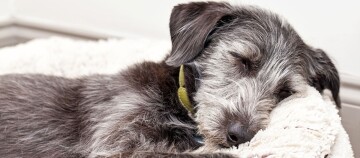 Hund schläft im Körbchen