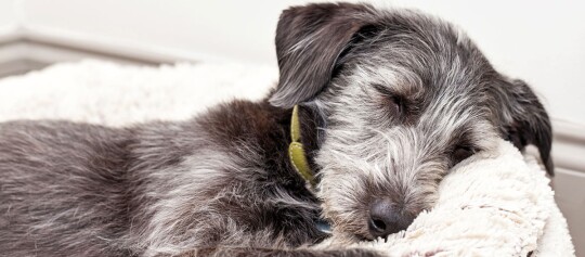 Hund schläft im Körbchen