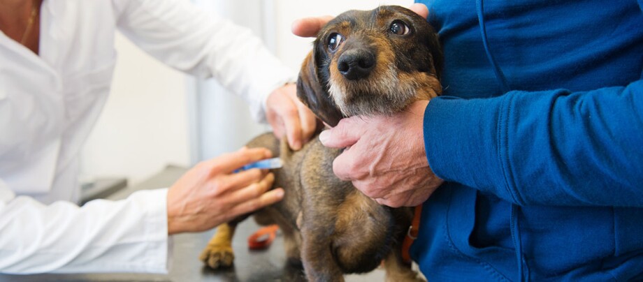 Ein Hund wird vom Tierarzt geimpft.