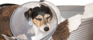 Kleiner Jack Russell Terrier mit Schutzkragen schläft friedlich in einem gemütlichen Hundebett mit weicher Decke.