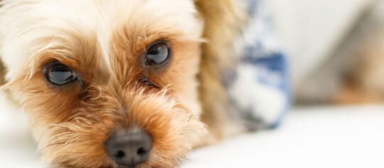 Kleiner Hund schmollt im Liegen