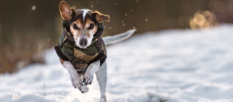 Ein Hund im Hunde-Wintermantel rennt über eine verschneite Wiese