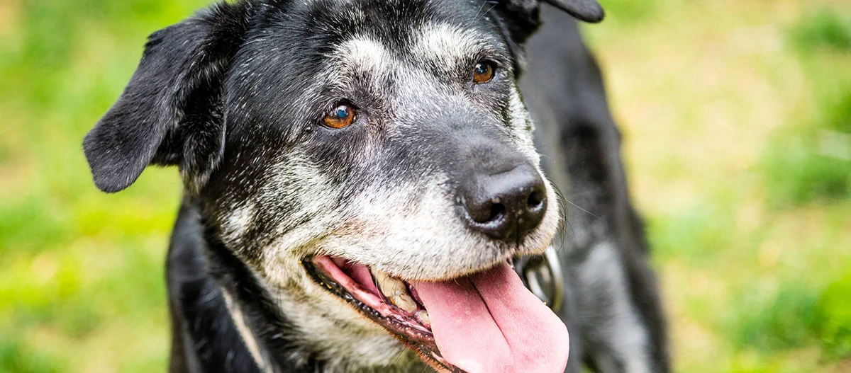 Nahaufnahme eines glücklichen älteren schwarzen Hundes mit grauem Maulkorb und herausgestreckter Zunge im grünen Garten