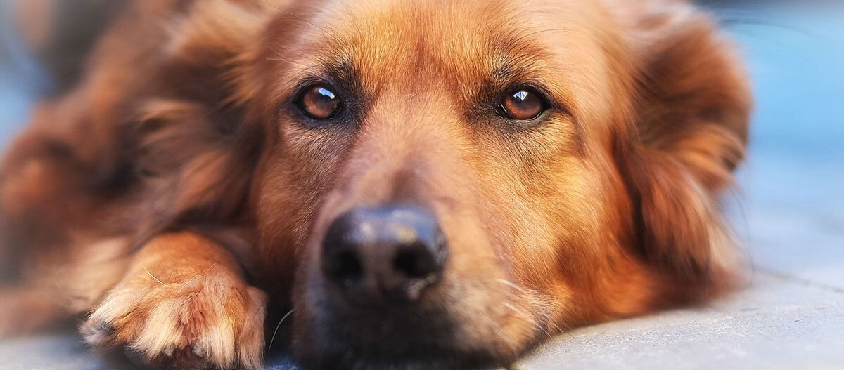 Lebenserwartung bei Hunden Infos im Ratgeber FRESSNAPF
