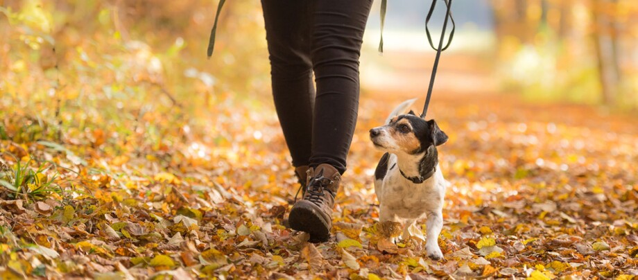 Hund läuft angeleint neben seinem Besitzer durch Herbstwald