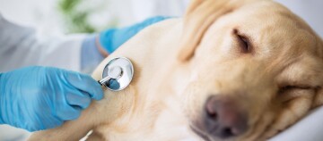 Ein Hund wird mit einem Stethoskop untersucht.