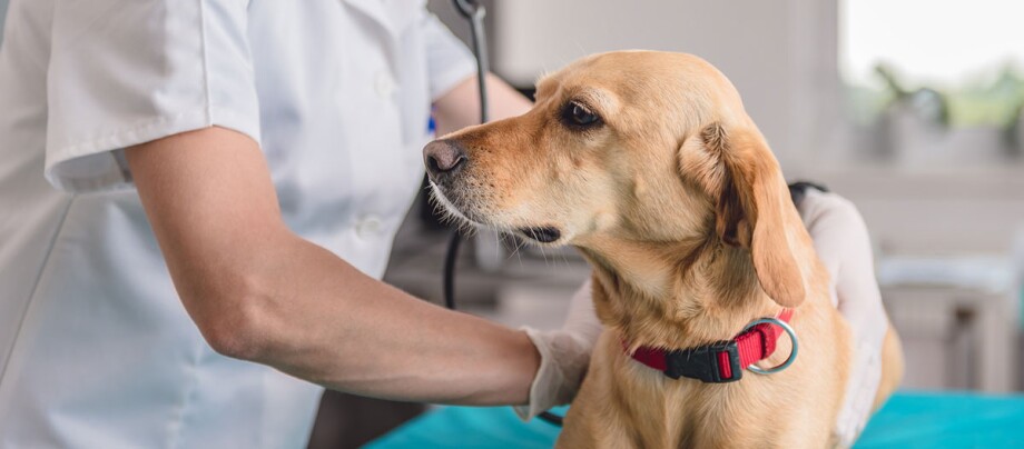 Ein Hund wird vom Tierarzt untersucht