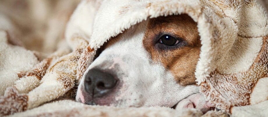 Ein Hund liegt unter eine Decke