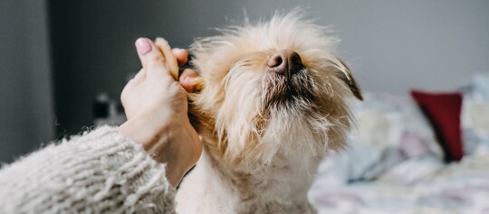 Besitzer massiert den Hund am Ohr.