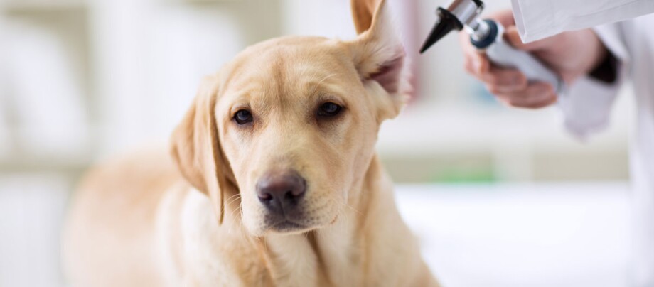 Dierenarts onderzoekt het oor van een hond