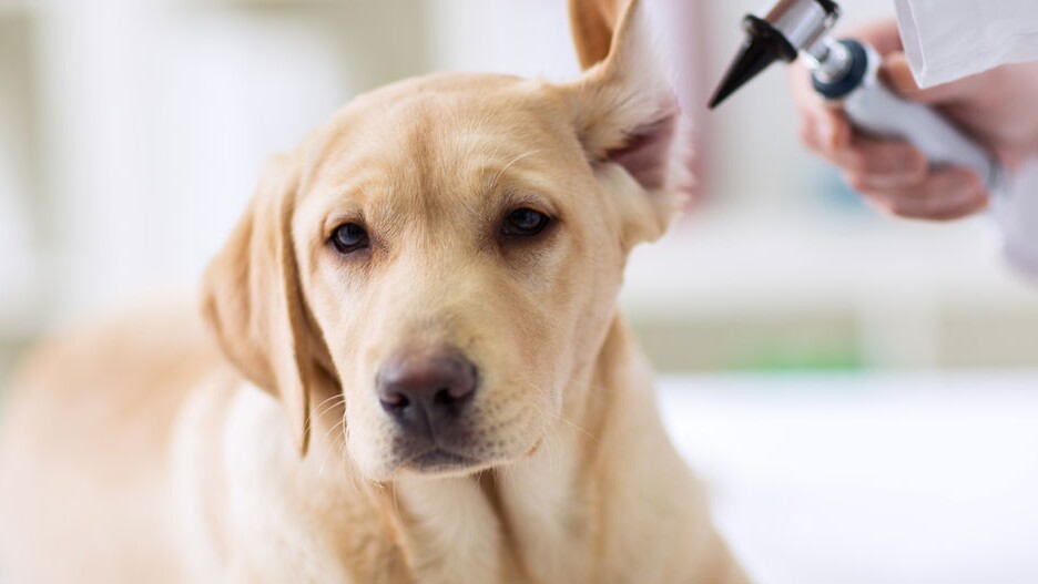 Infection Oreille Chien Traitement Maison | Ventana Blog