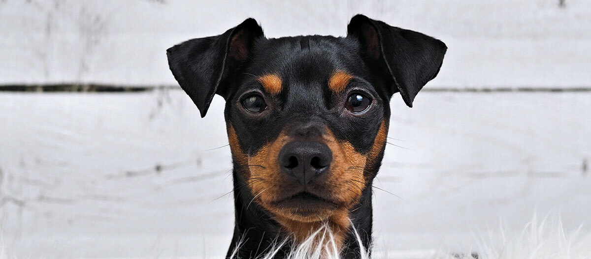 Ratgeber-Hund-Ohrenpflege-aufgestellte-Ohren_1200×527 Ein schaut direkt in die Kamera.