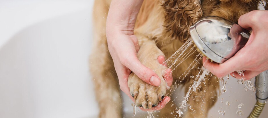 De poten van een hond worden gewassen.