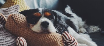 Ein Hund liegt entspannt auf dem Sofa.