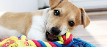 Speelse lichtbruin-witte puppy kauwt op kleurrijk touwspeelgoed, close-up
