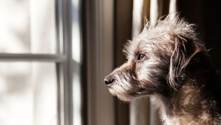 Hundetraining So Lernt Ihr Hund Alleine Zu Bleiben Stern De