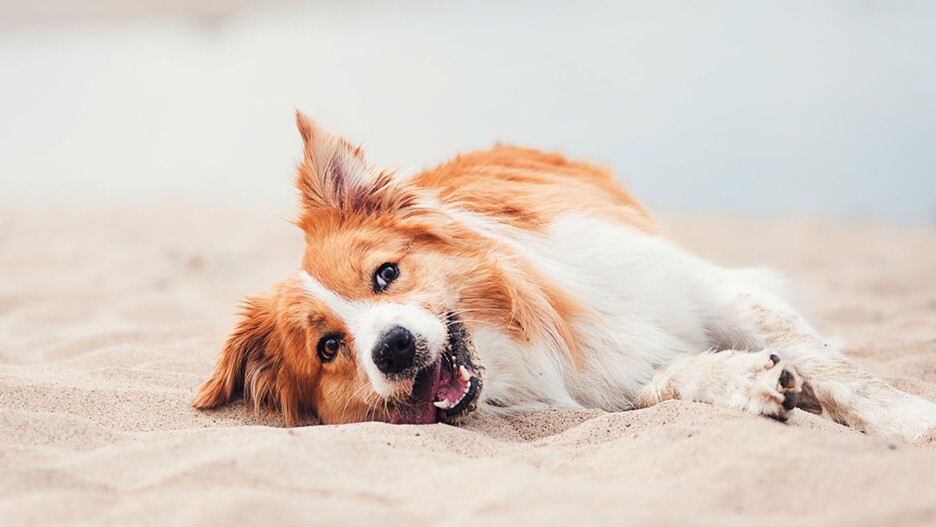 Mit dem Hund am Strand: & Tipps Tricks | FRESSNAPF