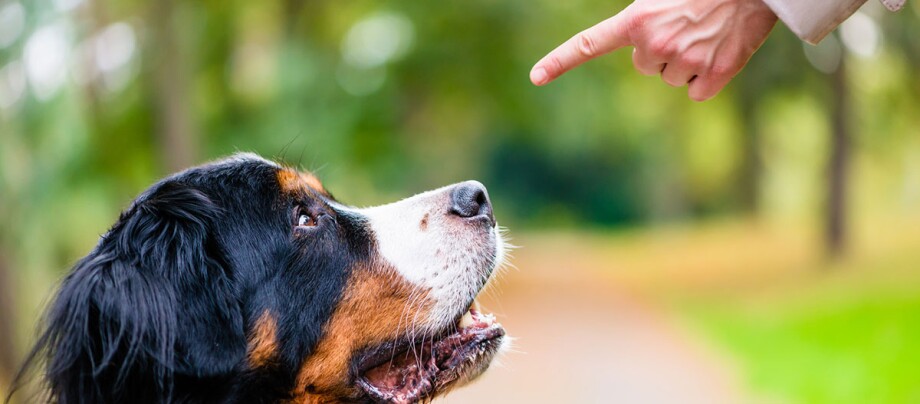 Pies uważnie wpatrujący się w palec wskazujący swojego właściciela