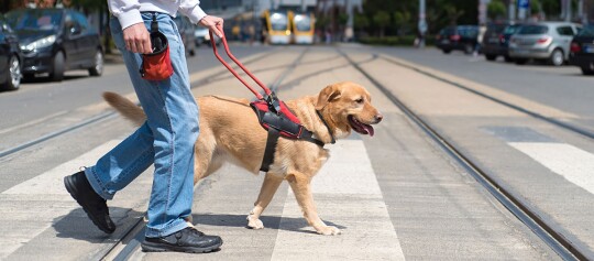 Ein Hund geht mit seinem Besitzer über die Straße.